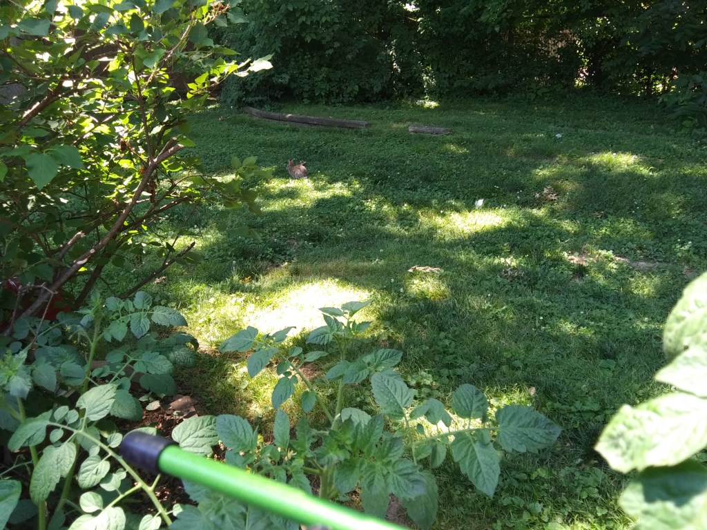 Can you spot the bunny?