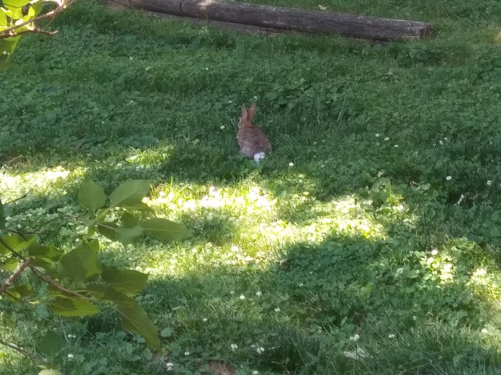 There's the bunny! Relaxing in the shade...