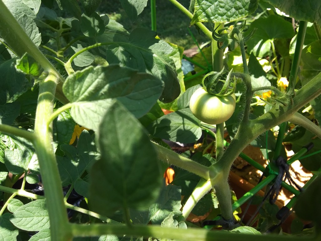 Starting to get bigger!