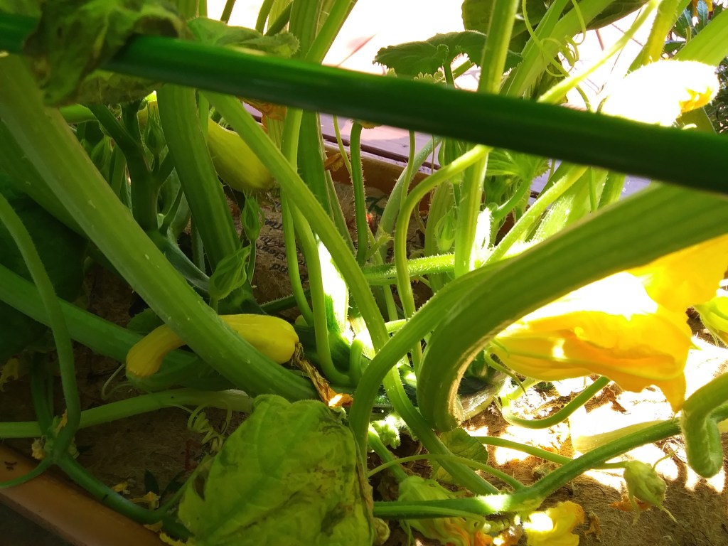 Summer squash blooming and bearing fruit