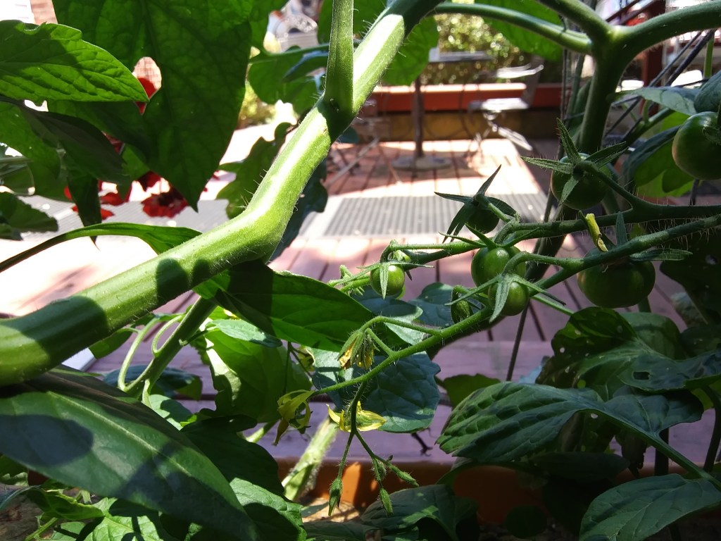 A variety of tomato plants bearing fruits