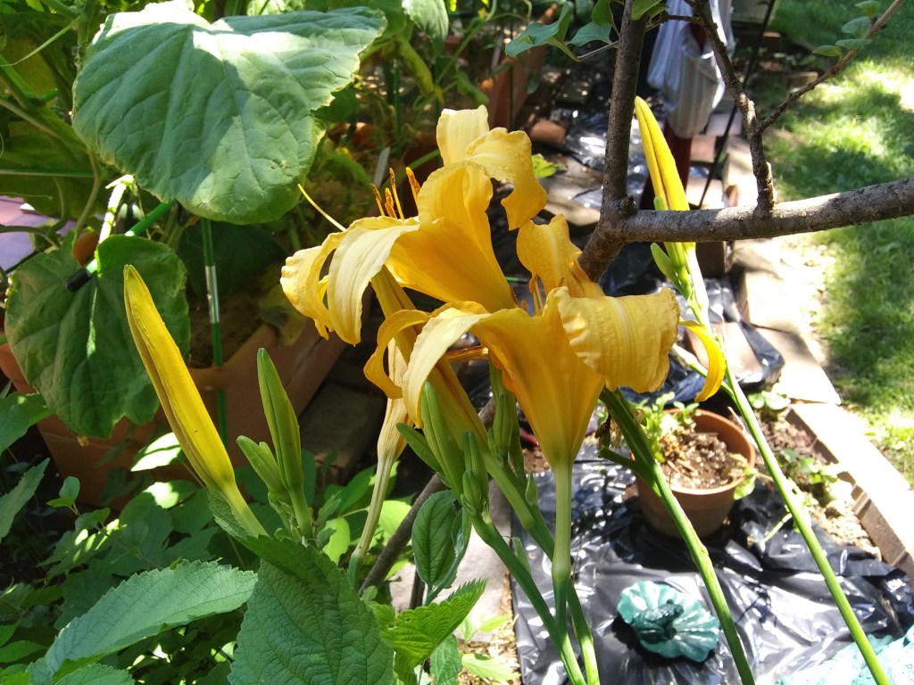 Perennial lilies on edge of garden