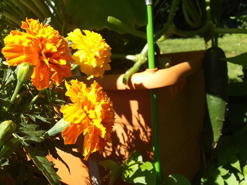 Marigolds and Pickles (cucumbers!) growing in Nonny's Garden