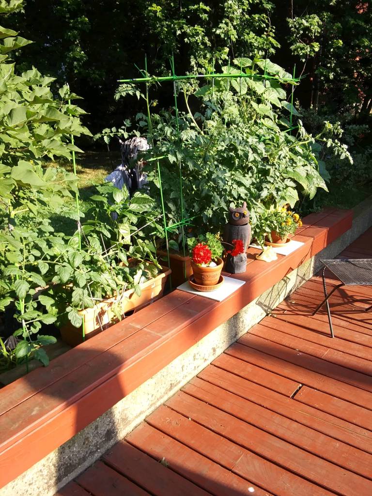 Nonny's Garden this morning (June 19) - Image 1