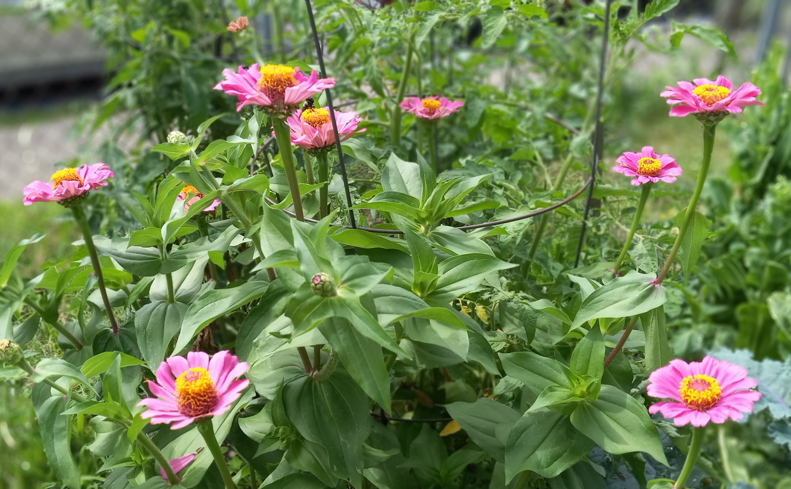 deep pink zinnia flowers with many buds ready to bloom