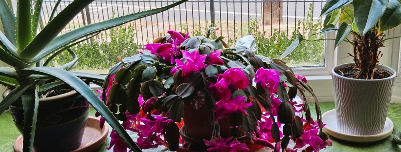 My Christmas Cactus bursting with magenta blooms on the 28th of December, 2025. It lives in the north-facing front bay window of my home.